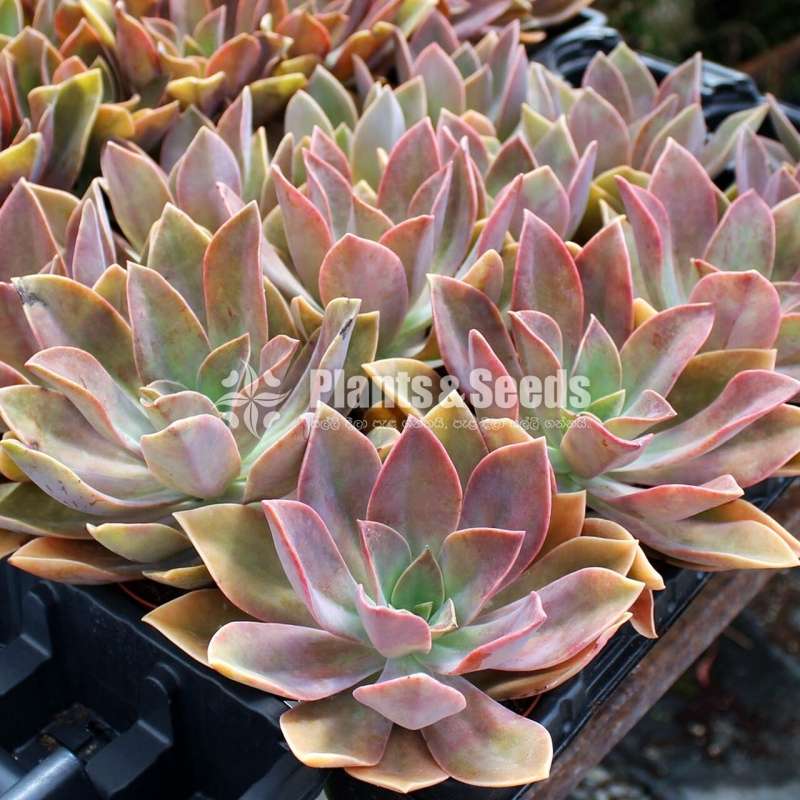 Succulent plants Retail or Bulk available