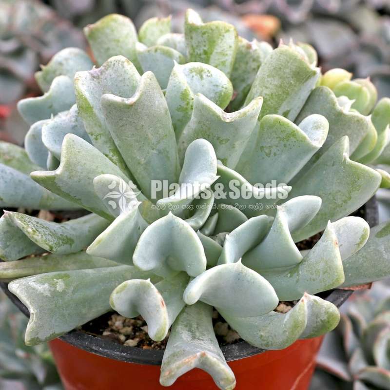 Succulent plants Retail or Bulk available