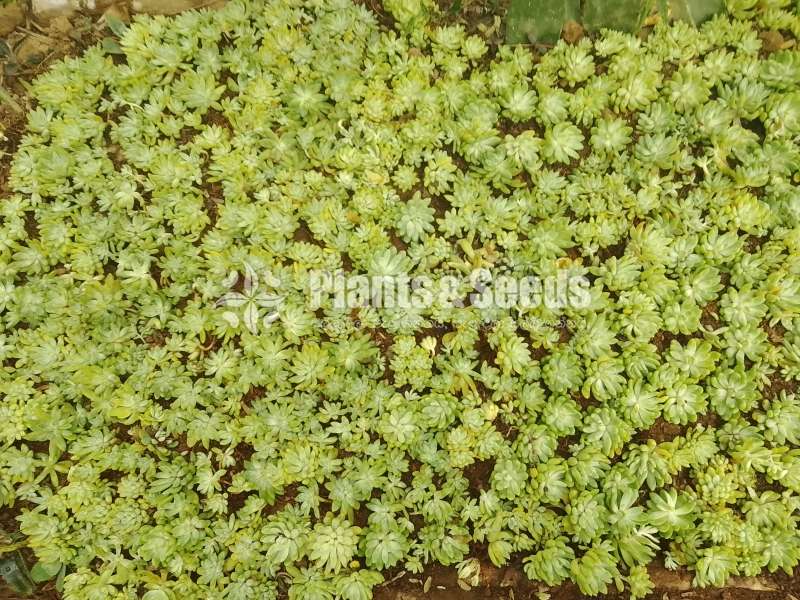 Succulent plants Retail or Bulk available