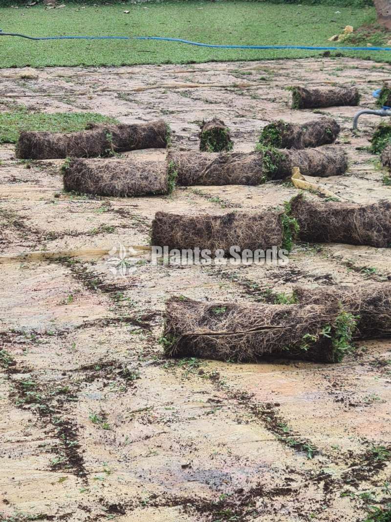 Malaysian grass carpet 