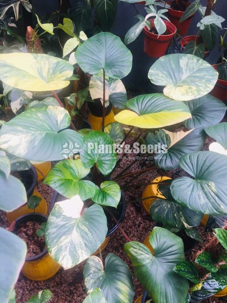 Homalamina Variegated Plants