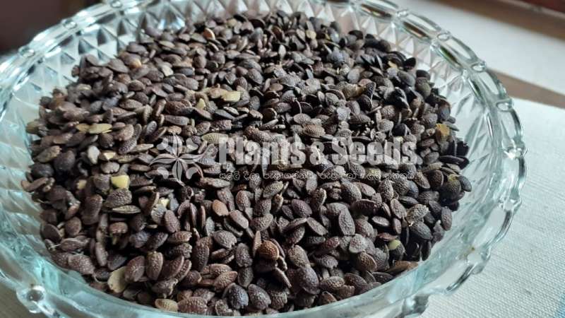 Passion Fruit Seed