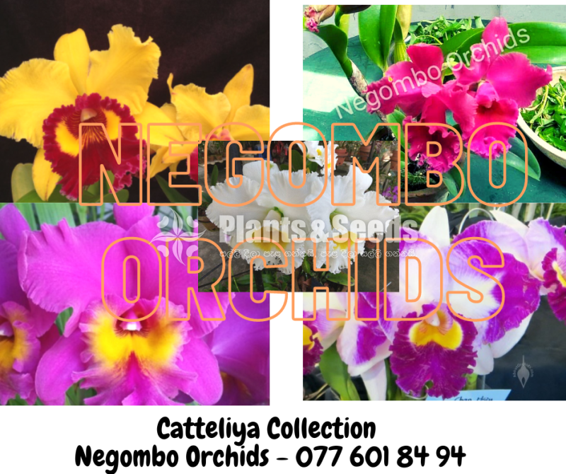 Orchids (all kind of imported orchid verities) 