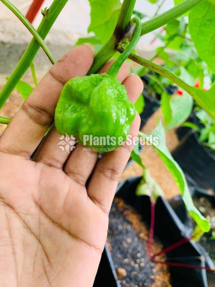 Scotch Bonnet Plant නයි මිරිස් පැල