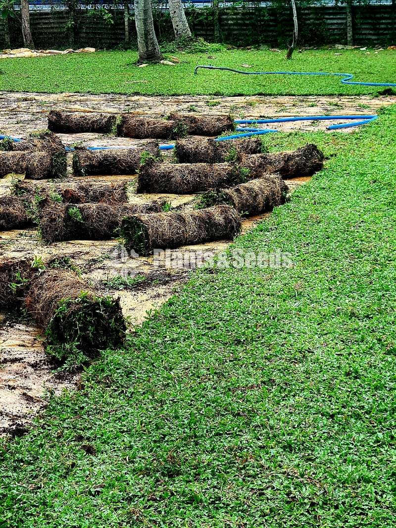 Malaysian grass carpet 