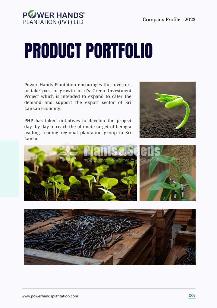 Vanilla plants investment high profit 