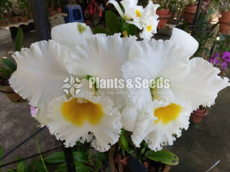 Orchids (all kind of imported orchid verities) 