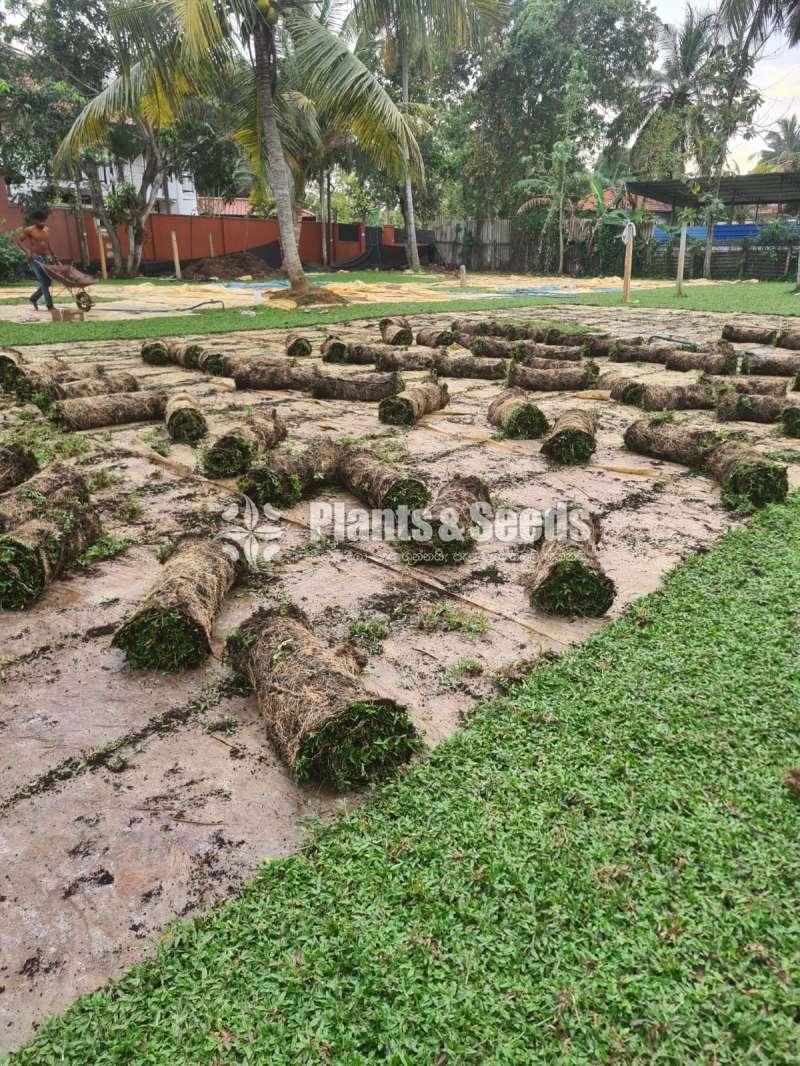 Malaysian grass carpet 