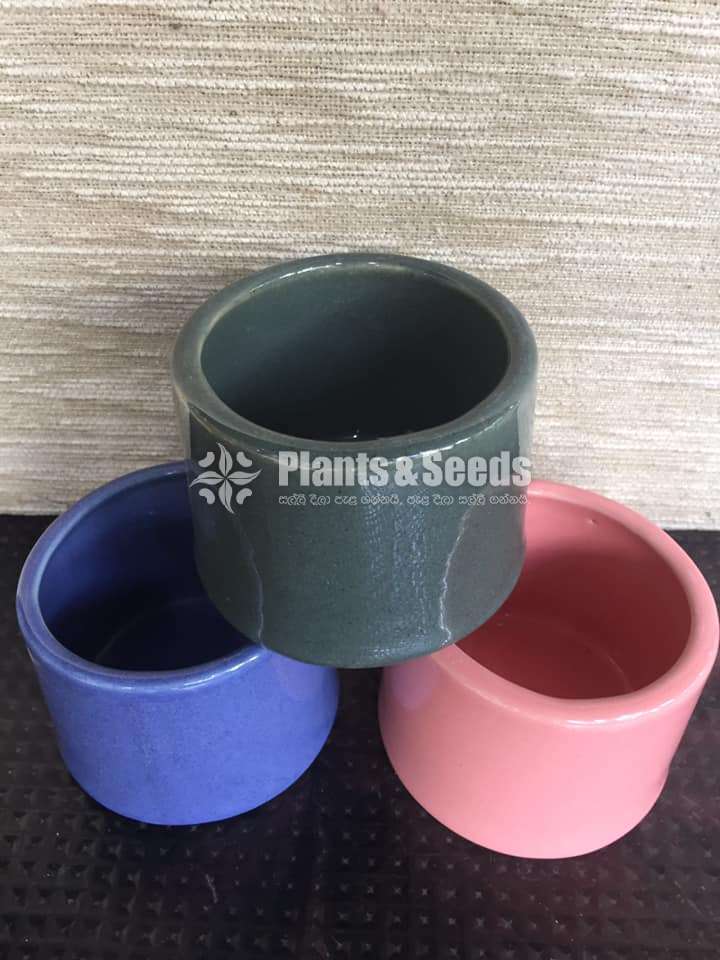 Ceramic pots for cactus