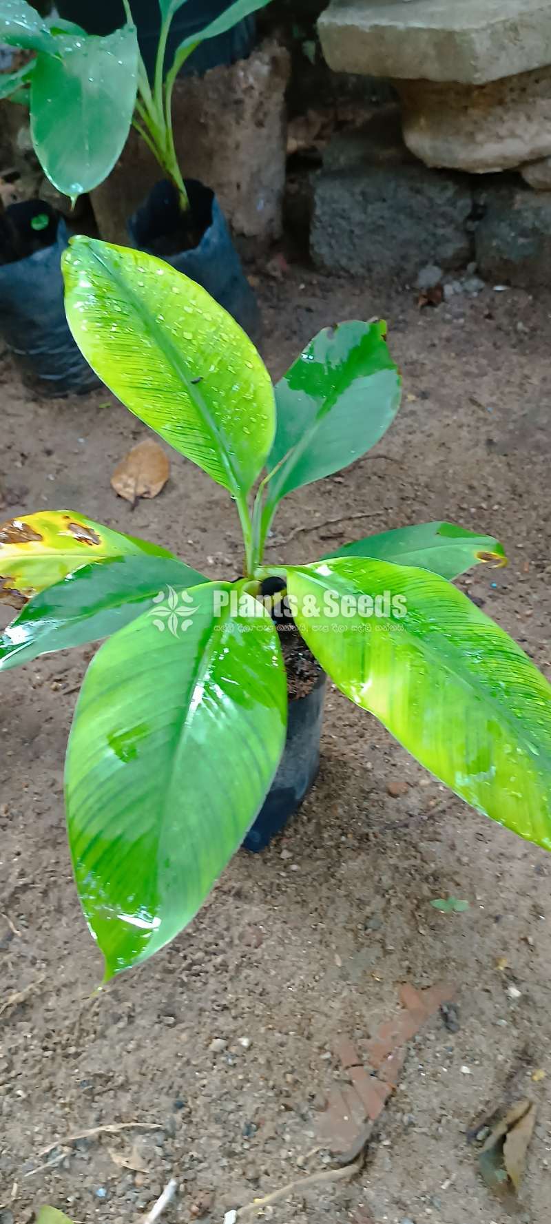 Cavendish Banana Plants