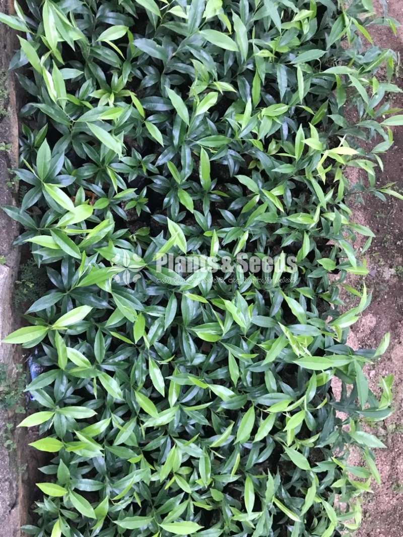 Agarwood Plants (Wallapatta) for Sale - Limited Offer!