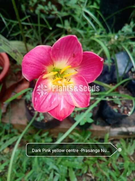 Rain lily introducing new varieties