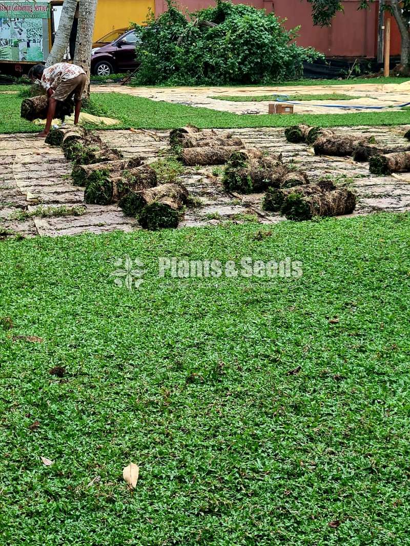 Malaysian grass carpet 