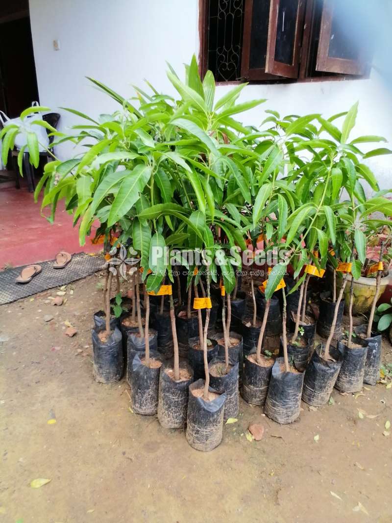 Tejc mango plant  