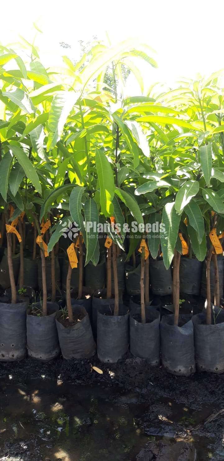 Tjc mango plants