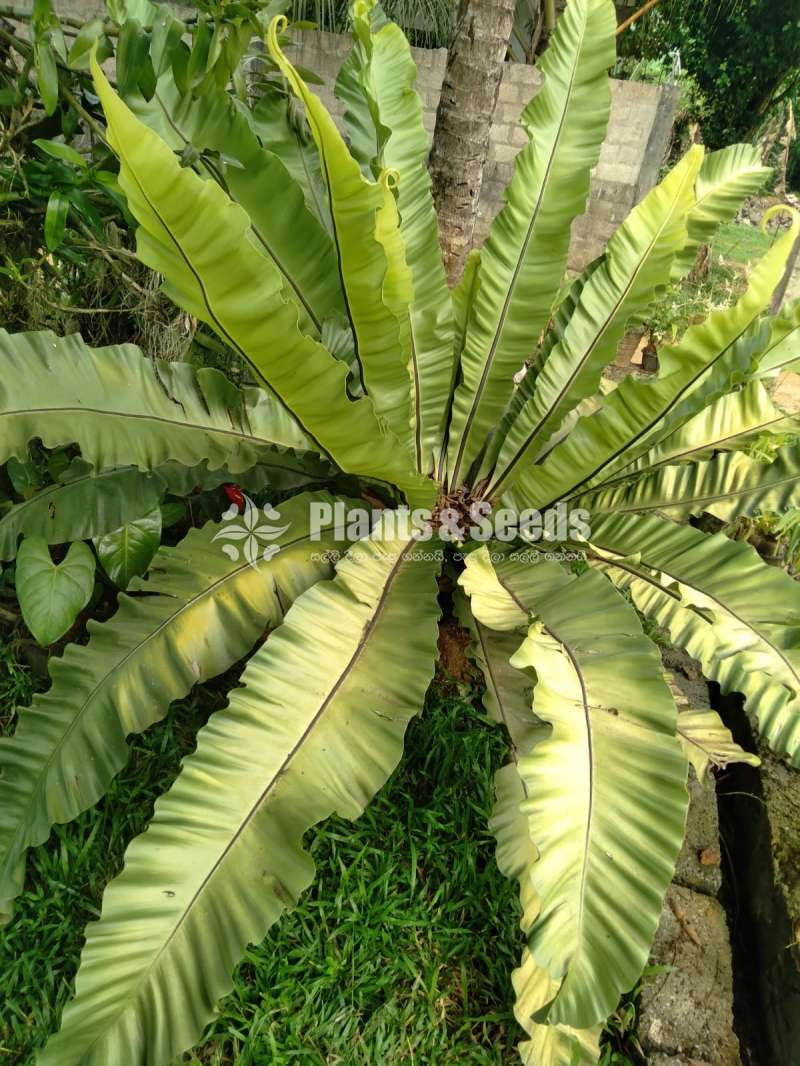 A large Bird's nest fern for sale!