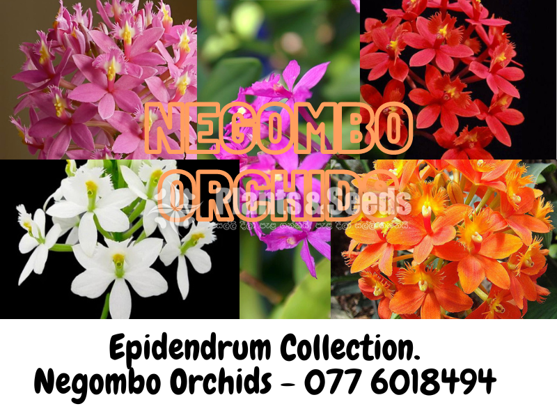 Epidendrum Orchids