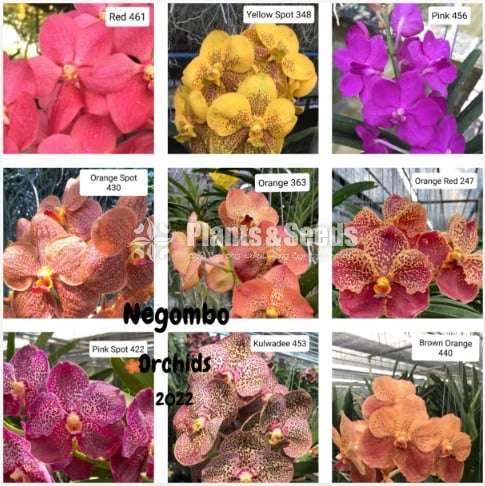 Vanda orchid plants with buds and flowers