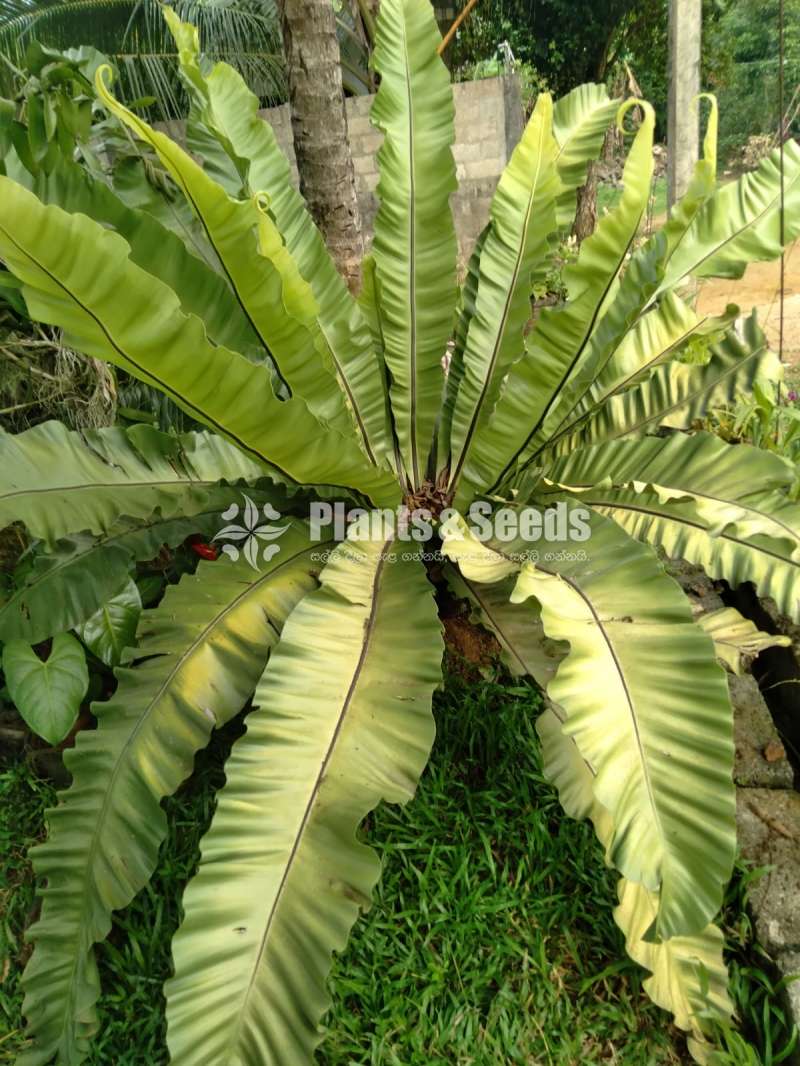 A large Bird's nest fern for sale!