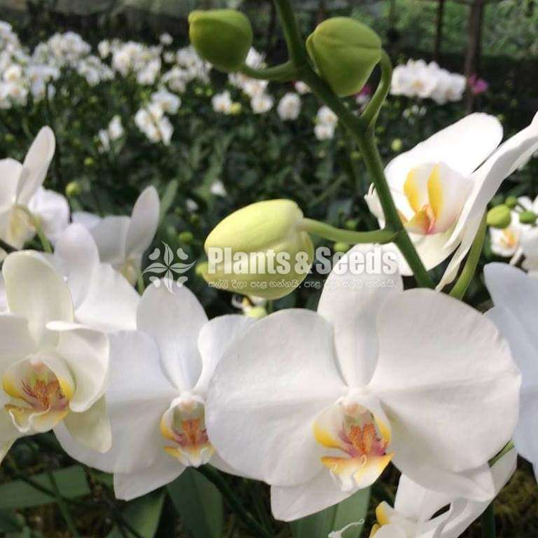 Phalaenopsis Flowers For Bouquet