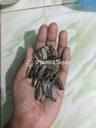 Sunflower seeds / සුරියකාන්ත ඇට  /  சூரியகாந்தி விதைகள்