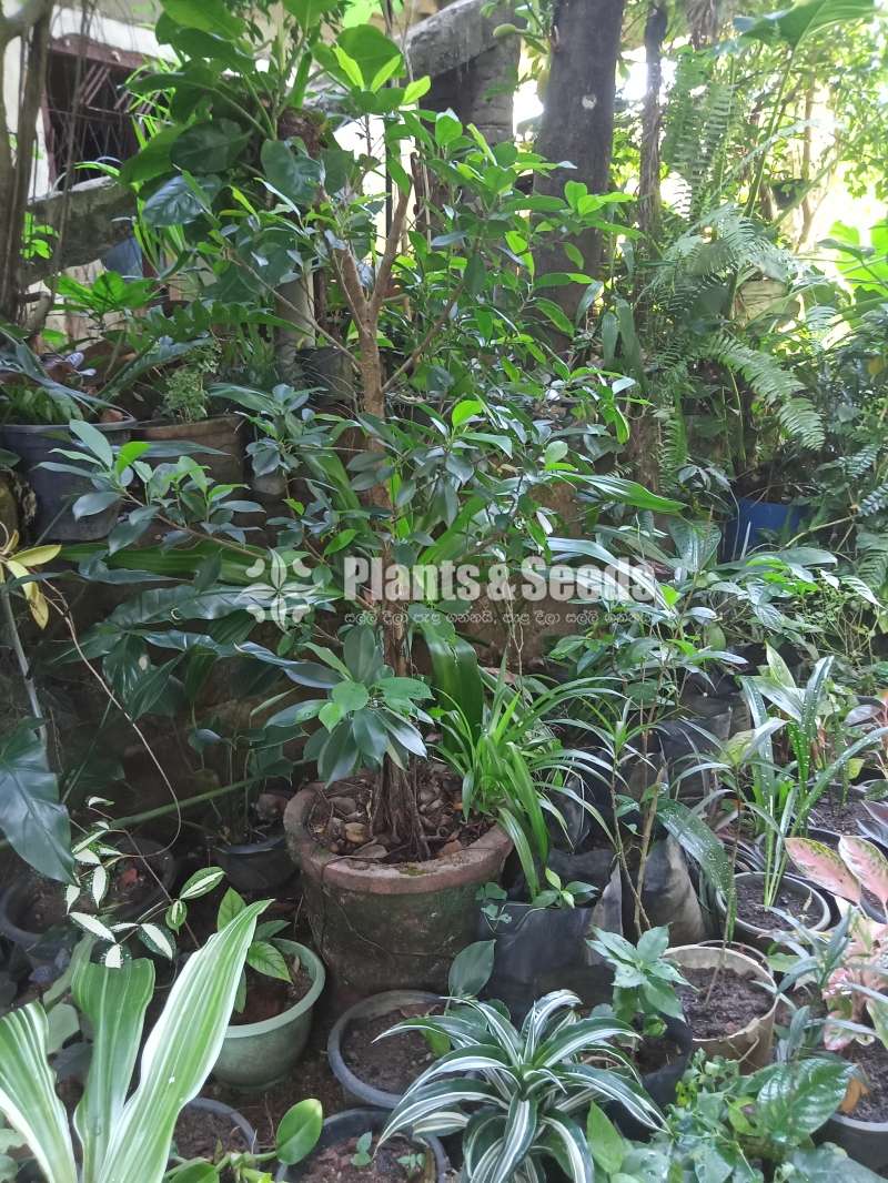 Ornamental Plants for Sale 