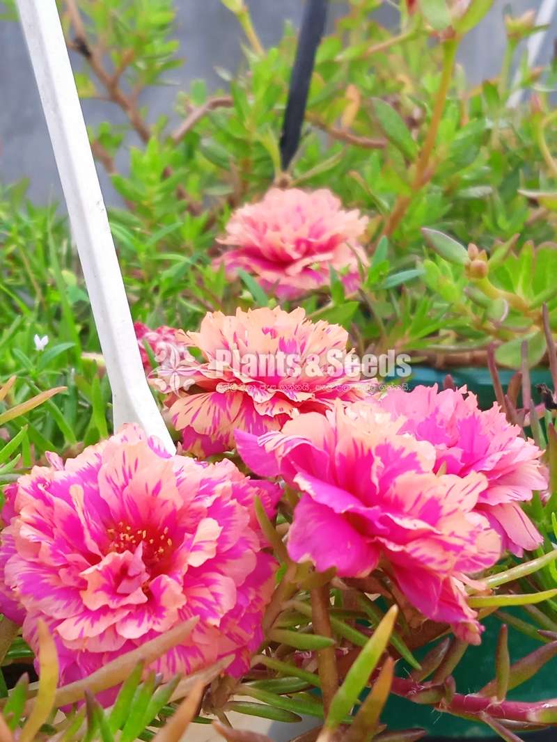 Dubai rose japan  rose cuttings  pack