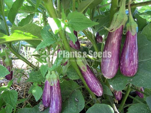 Brinjal Plant wambatu pela ලේනඉරි වම්බටු පැල 