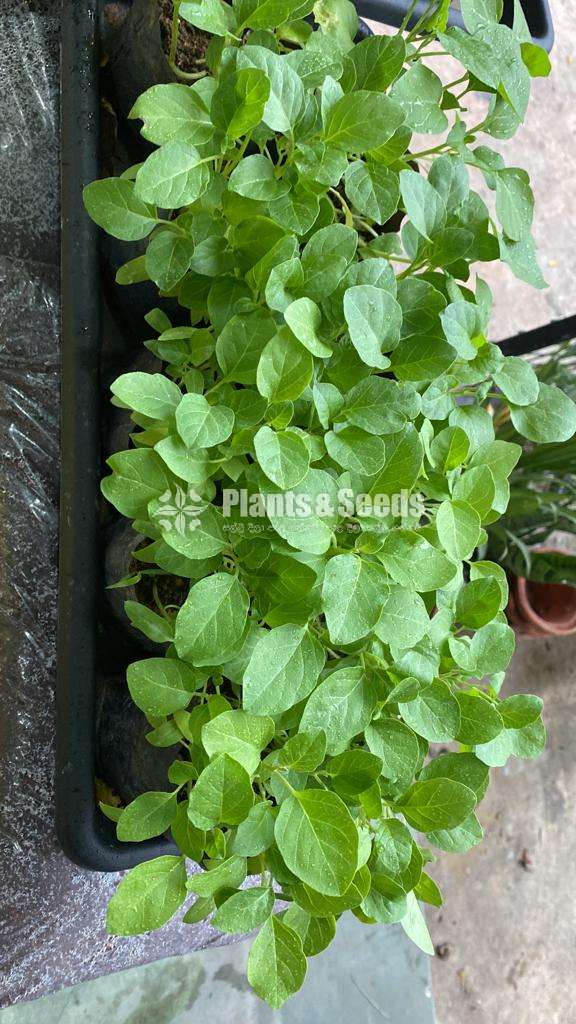 Brinjal Plant wambatu pela ලේනඉරි වම්බටු පැල 