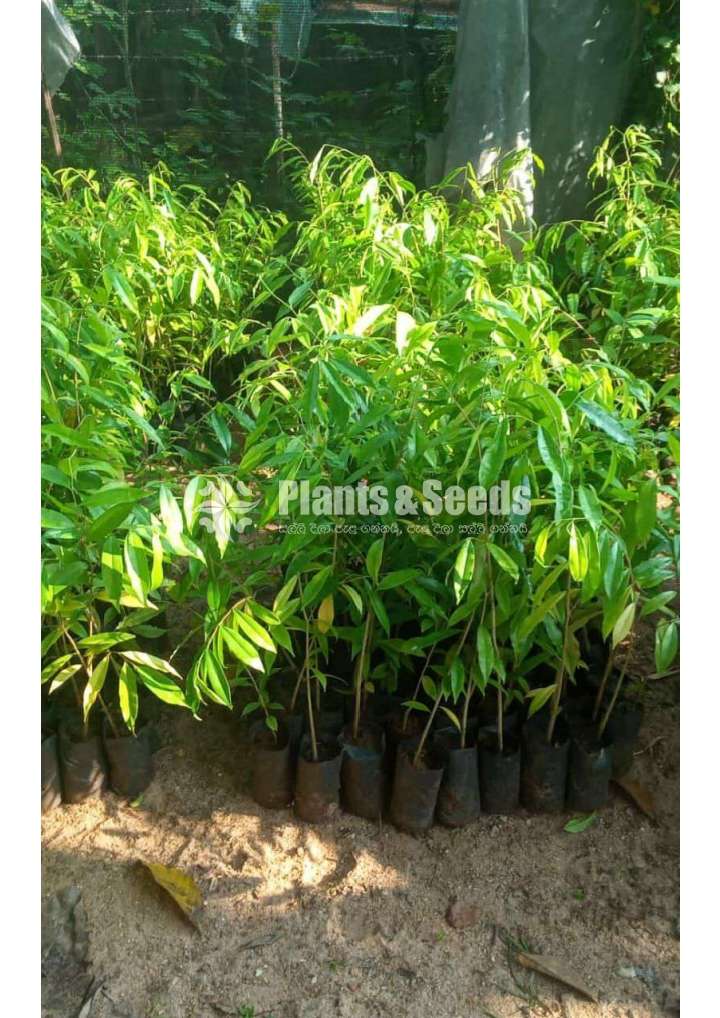 Agarwood plants wallapatta