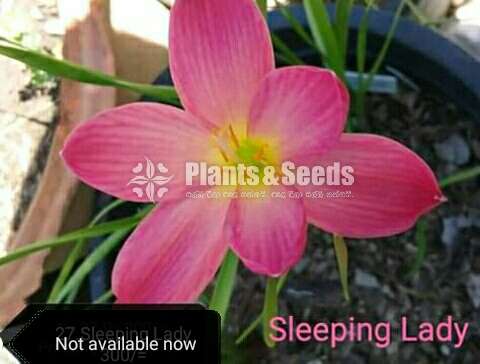 Rain lily introducing new varieties