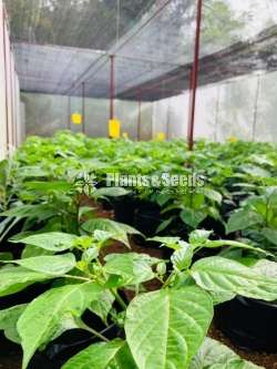 Scotch Bonnet Plant නයි මිරිස් පැල