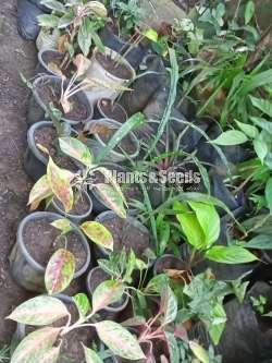 Ornamental Plants for Sale 