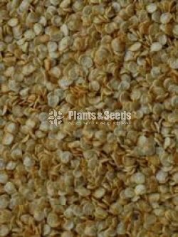 Vegetable Seeds