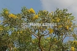 Tabebuia aurea- Out Door Plants