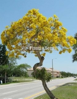 Tabebuia aurea- Out Door Plants