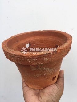 Clay Pots for Orchids