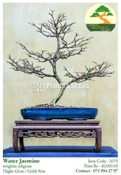 Water Jasmine Bonsai