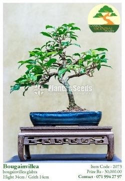 Bougainvillea Bonsai