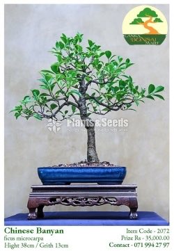 Chinese Banyan Bonsai