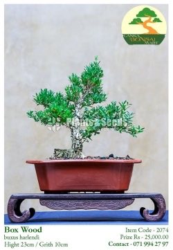 Box Wood Bonsai