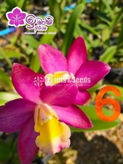 Cattleya Orchids 