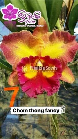 Cattleya Orchids 