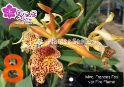 Cattleya Orchids 