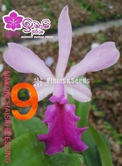 Cattleya Orchids 