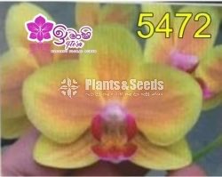  Phalaenopsis 2. 5 ′′ Pots