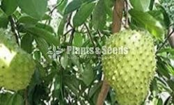 Bud Fruit Plants