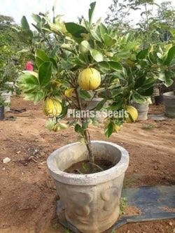 Bud Fruit Plants