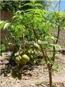 Bud Fruit Plants