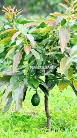 Bud Avacado Plants